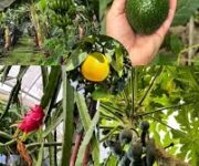 Dalından Yöresel Köy Ürünleri – Taze köy ürünleri, doğal peynirler ve organik sebzelerle dolu pazar tezgahı