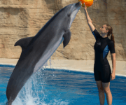 Alanya Yunus Gösterisi