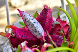 Tropikal meyve severler 10 Ekim’de Alanya’da festivalde buluşuyor.