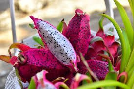 Tropikal meyve severler 10 Ekim’de Alanya’da festivalde buluşuyor.