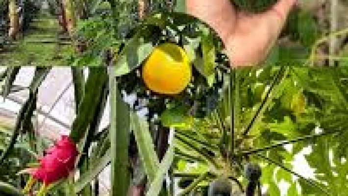 Dalından Yöresel Köy Ürünleri – Taze köy ürünleri, doğal peynirler ve organik sebzelerle dolu pazar tezgahı