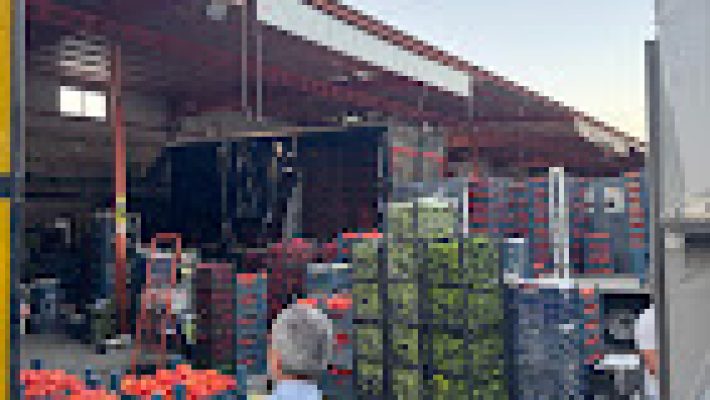 Alanya Toptancı Hal’de taze meyve, sebze ve gıda ürünleri toptan satış için uygun fiyatlarla sunuluyor.